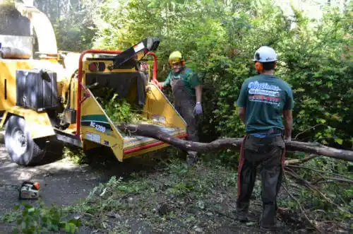 tree services Sacaton